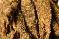 Goat Jerky - Jalapeno